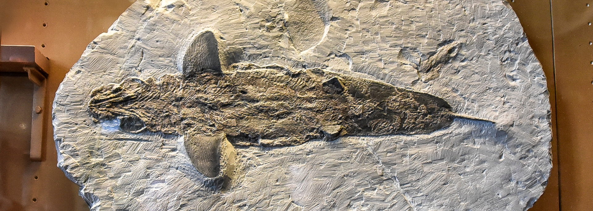 Fossilized fish imprint on a stone slab, featuring prominent fins and body details.