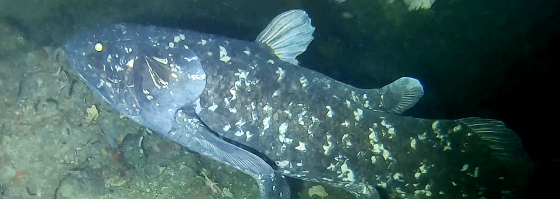 Coelacanth fish in underwater environment, dark body with white spots.