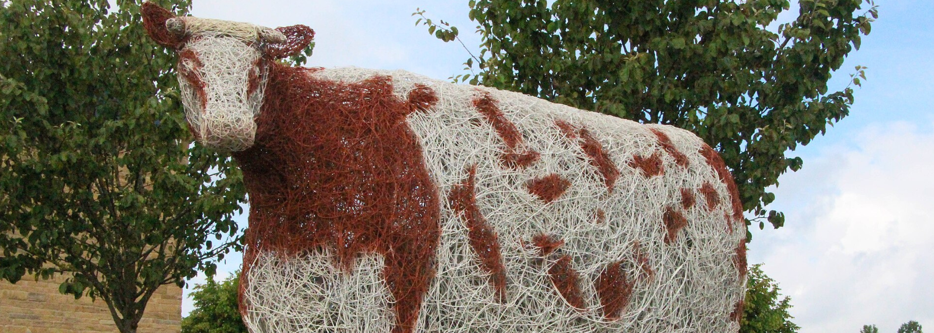 Picture of the Craven heifer sculpture. 