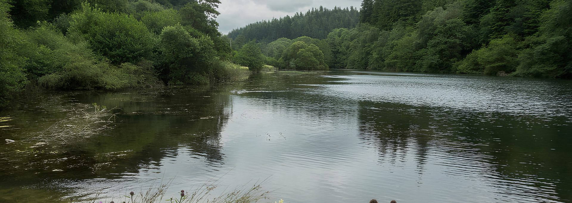 Picture of Dalby forest. 