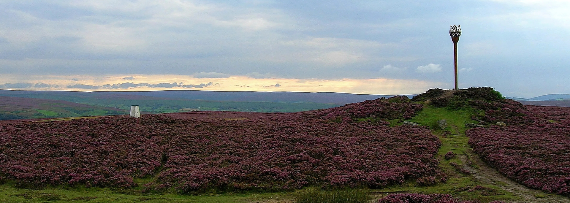 A vast field of purple flowers under a cloudy sky, with a telecommunications tower on a hilltop.
