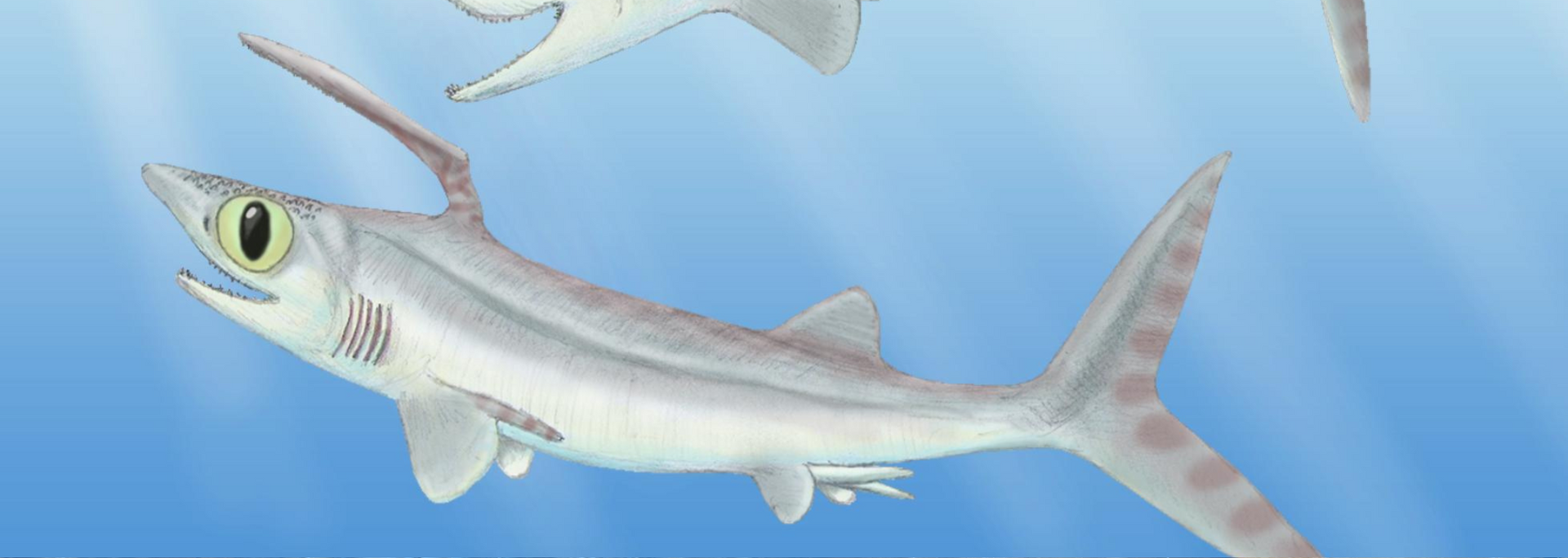Two sea-dwelling Helicoprion sharks swim in blue water. The sharks have long, toothed snouts and long fins.
