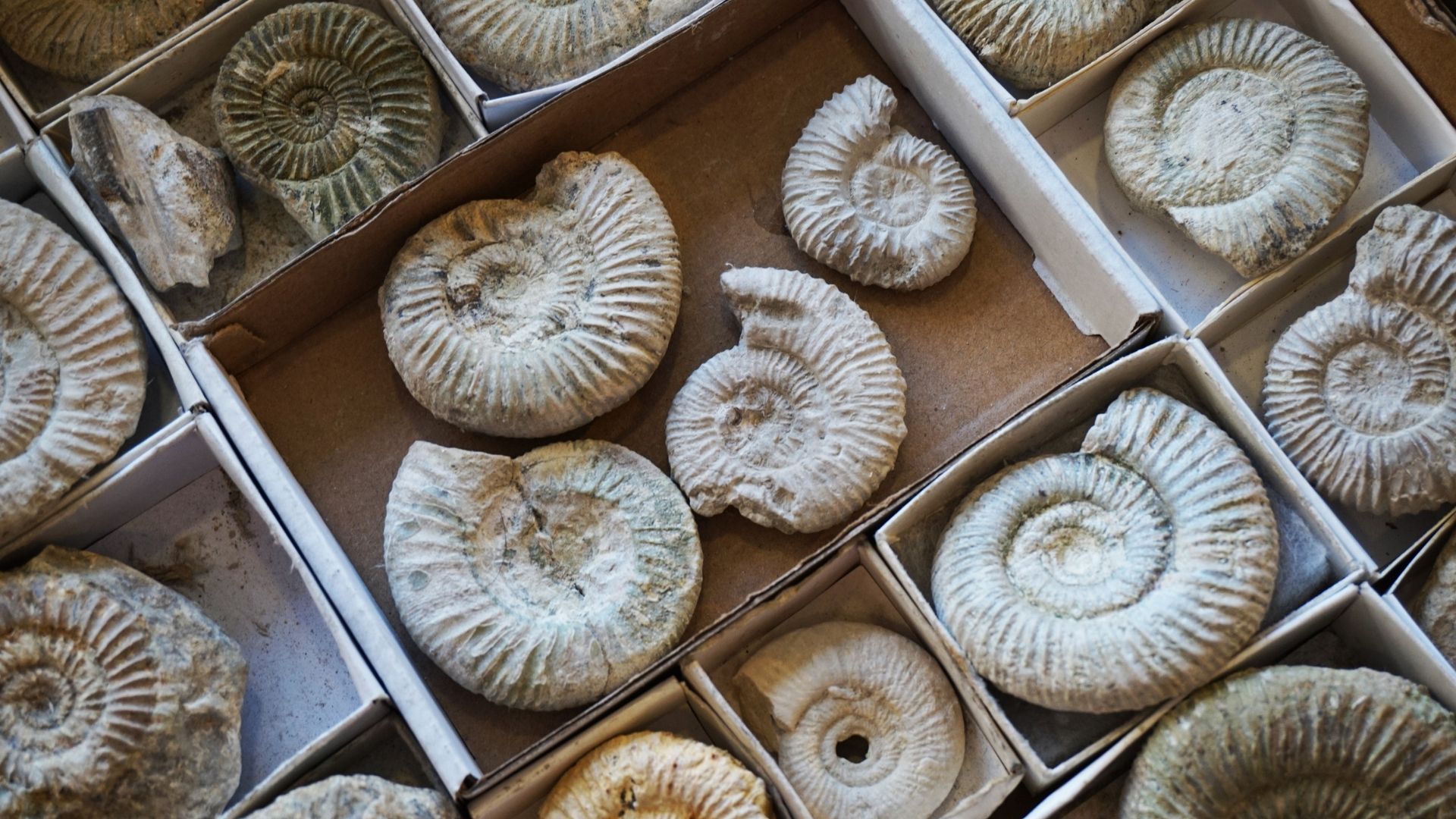 Close-up of numerous fossilized ammonites in small cardboard boxes.