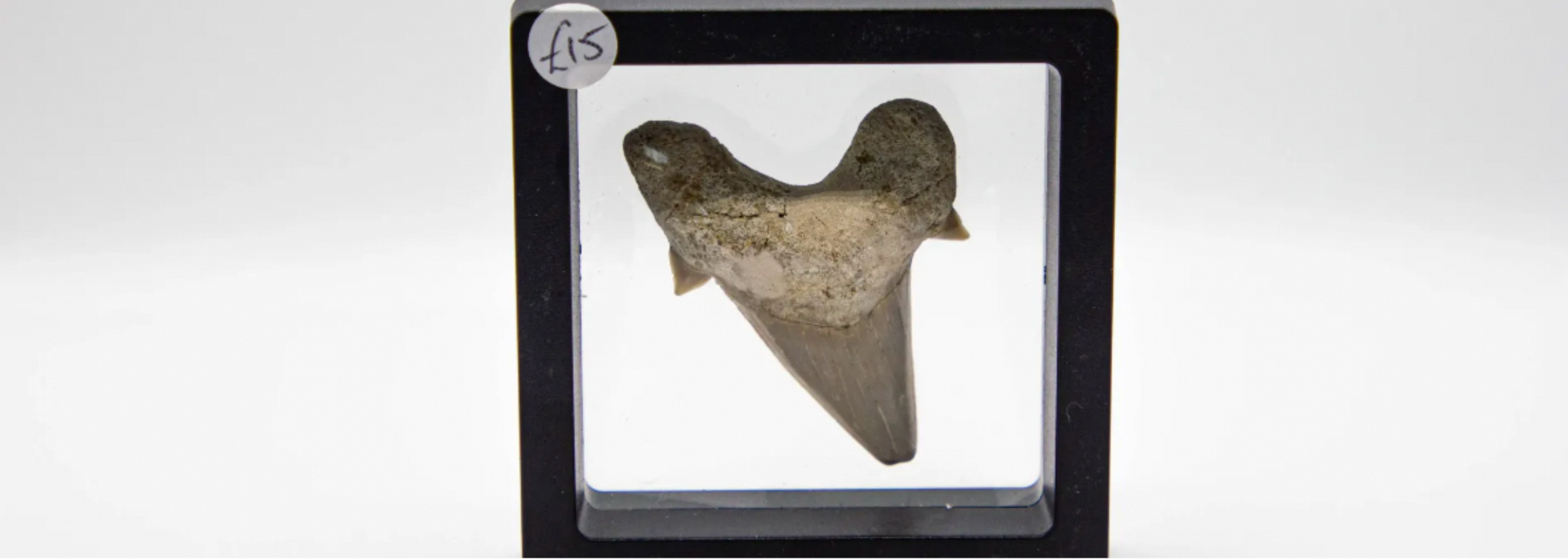 Shark tooth fossil in a display case.