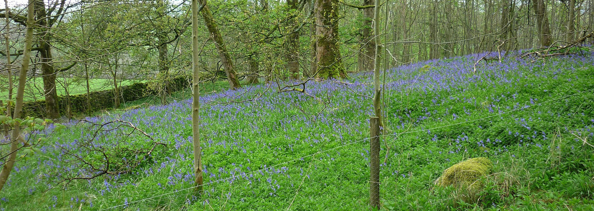Picture of grass wood. 