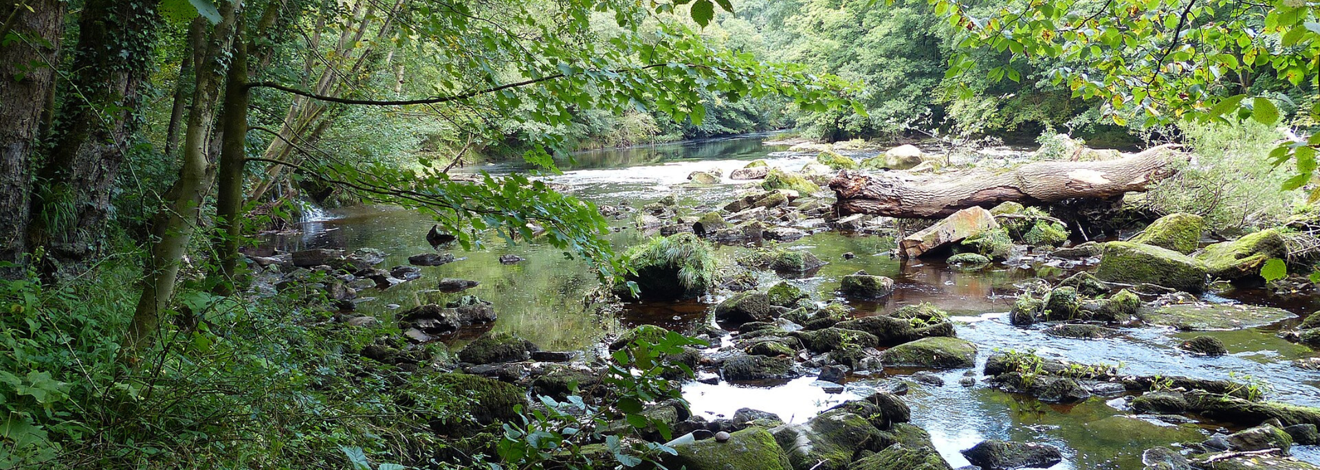 Picture of Hackfall woods. 