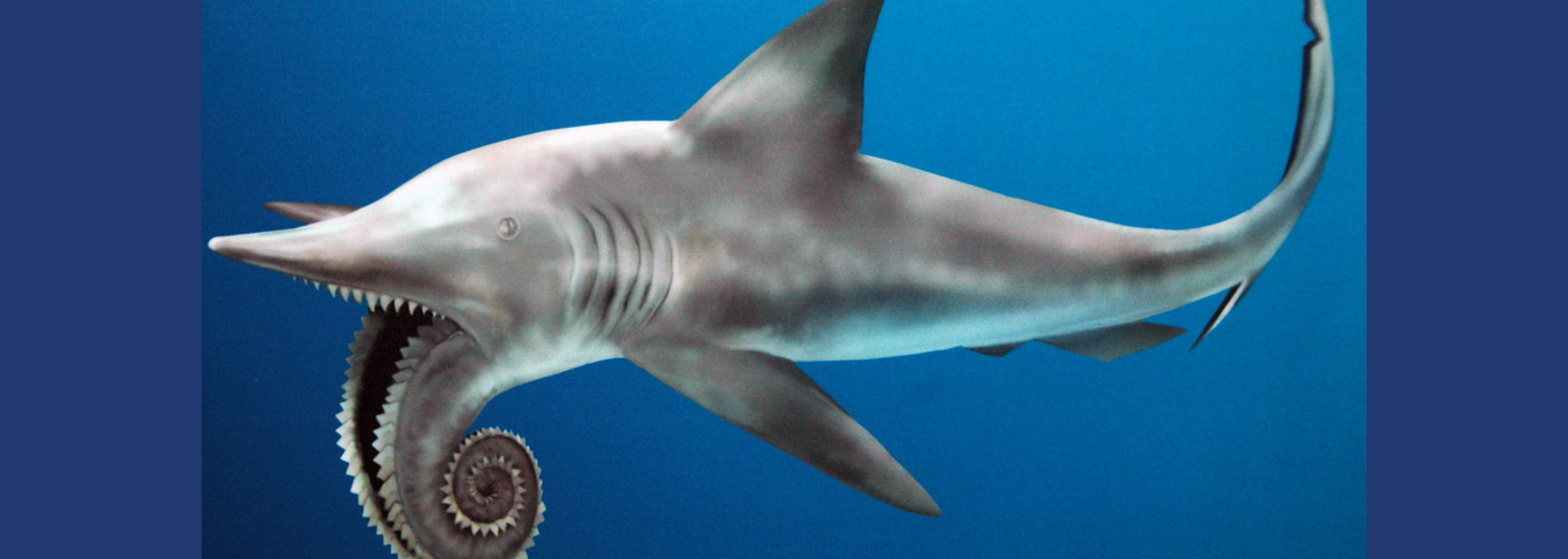 Shark swimming in water, biting an ammonite. Blue background.