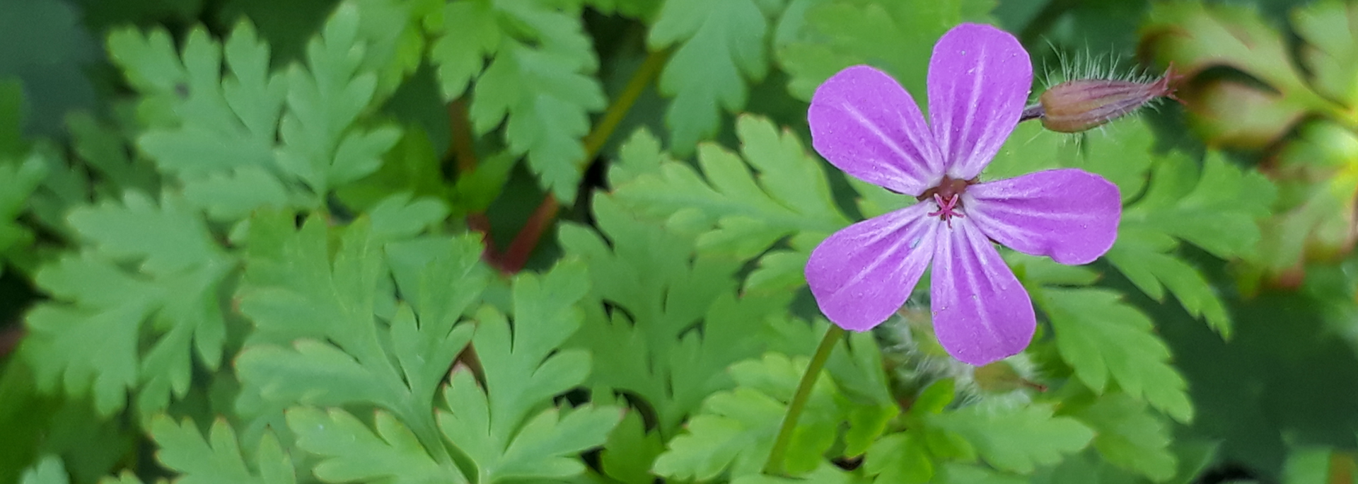 Purple flower with veined petals, surrounded by green, deeply lobed leaves.