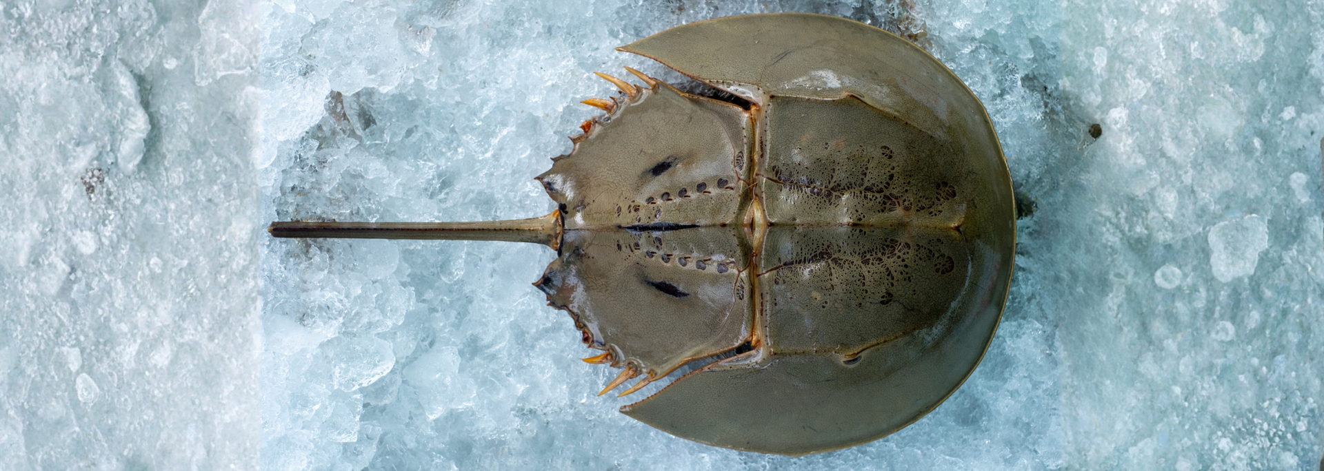 A horseshoe crab on a light blue, icy surface.