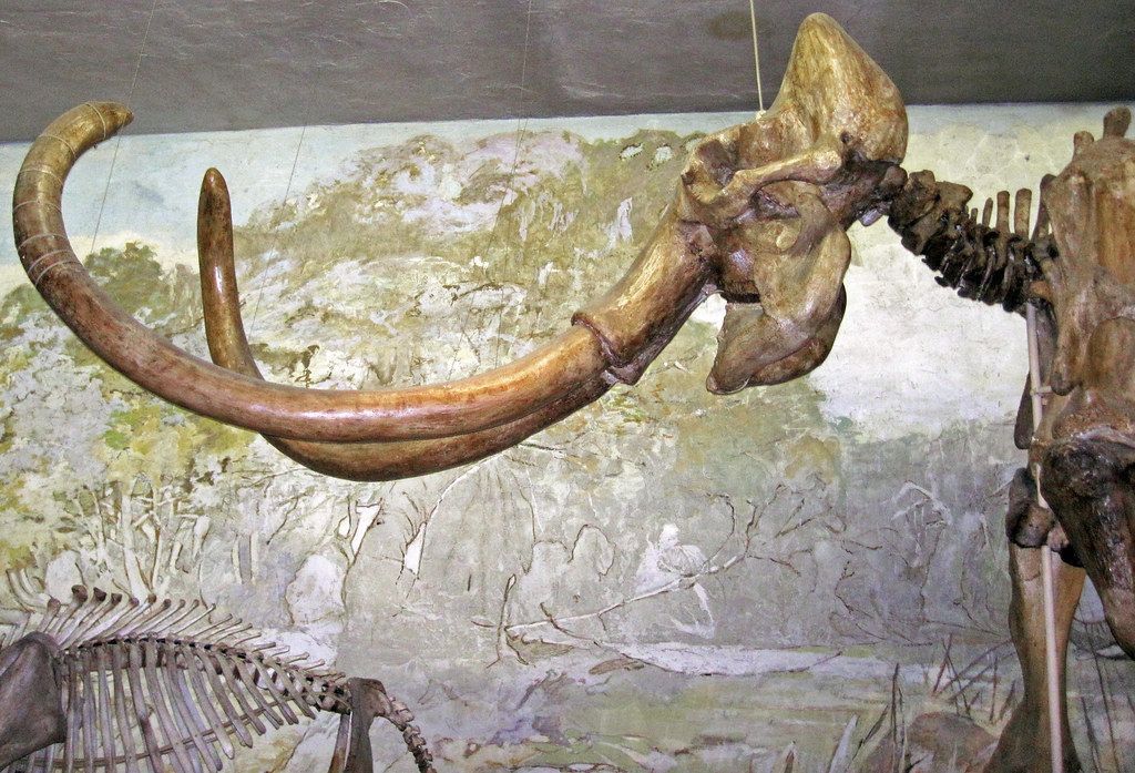 Mammoth skeleton with curved tusks, displayed in a museum.