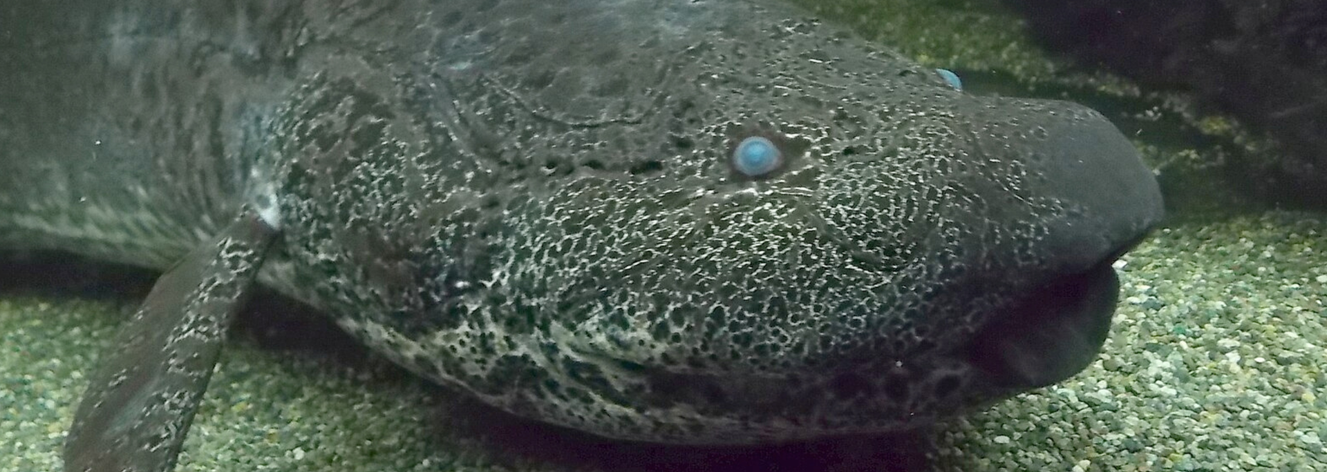 A close-up of a mottled, dark-colored salamander-like creature with a wide head and small, pale blue eyes.