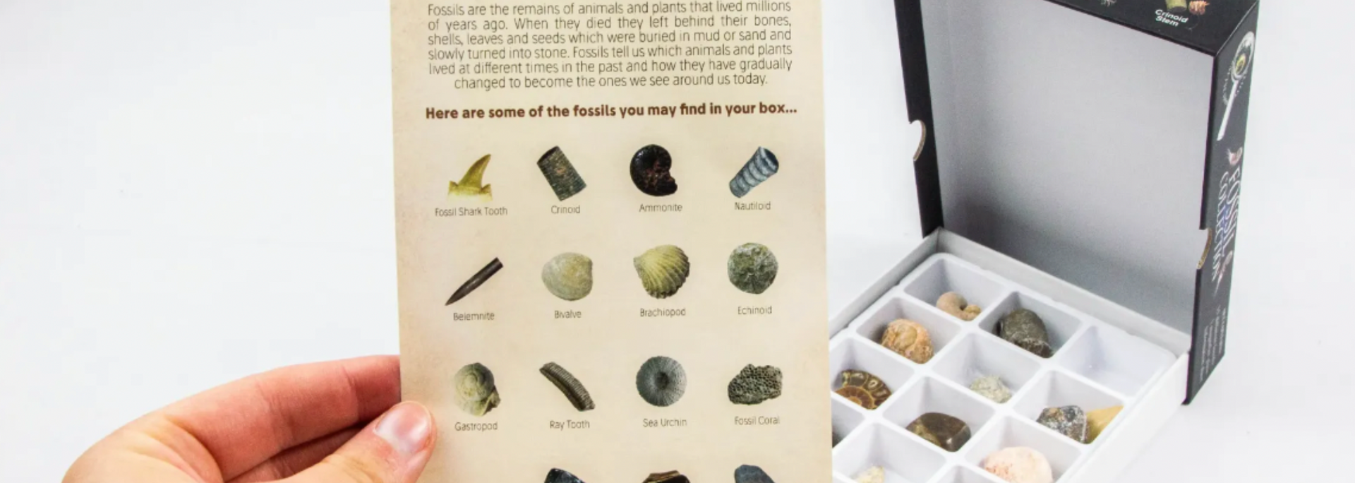 A hand holding a card next to an open box of rocks. The card has pictures of rocks. The box is white.