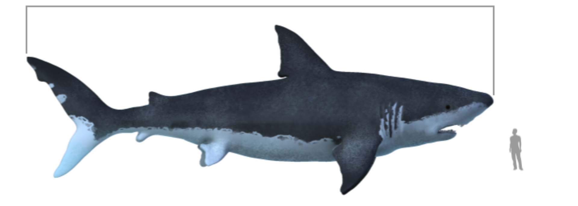 A Megalodon shark illustration, with size comparison to a human.