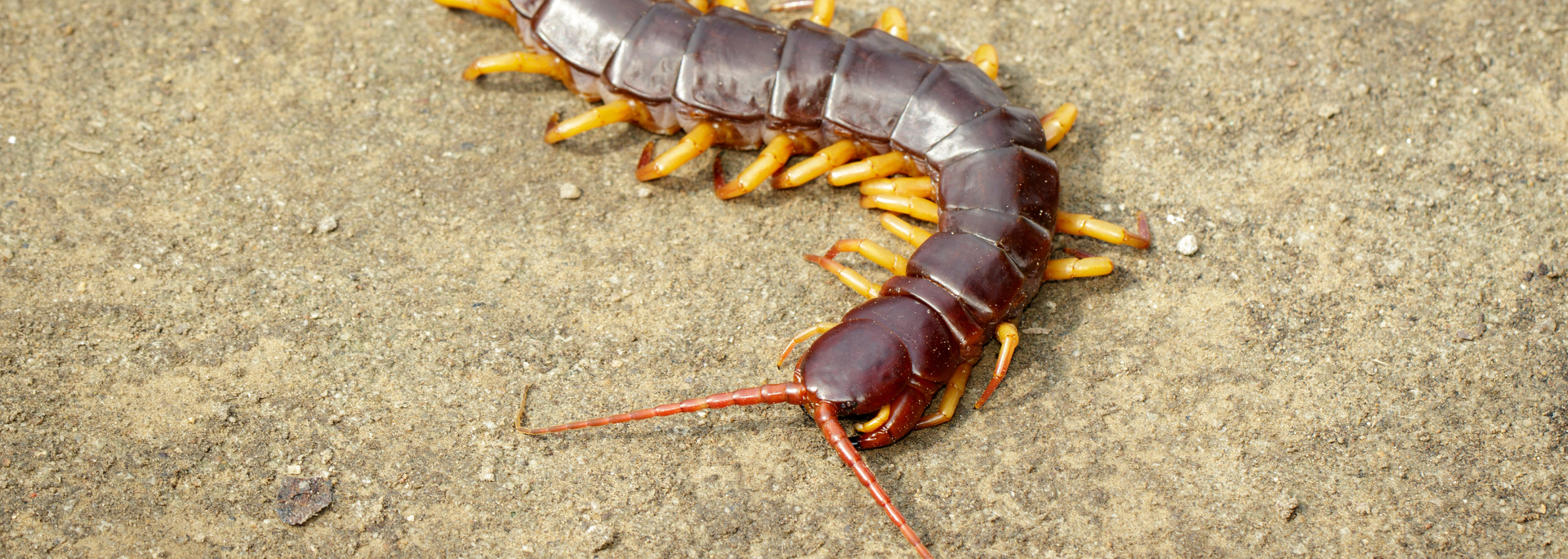 A large centipede with a dark body and numerous legs crawling on sand.