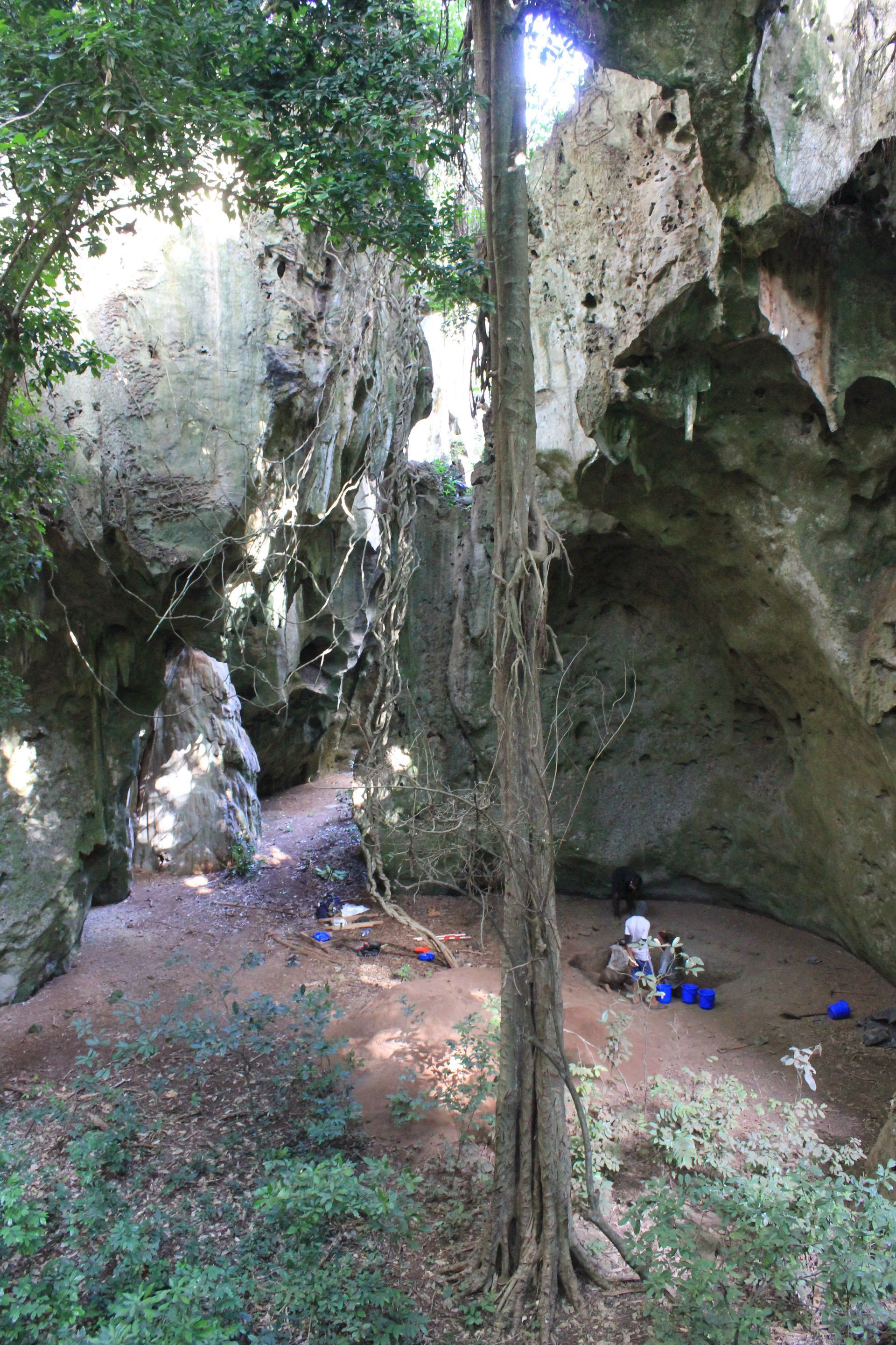 Rocky cave with tall tree and sunlight filtering in. People at the ground level.