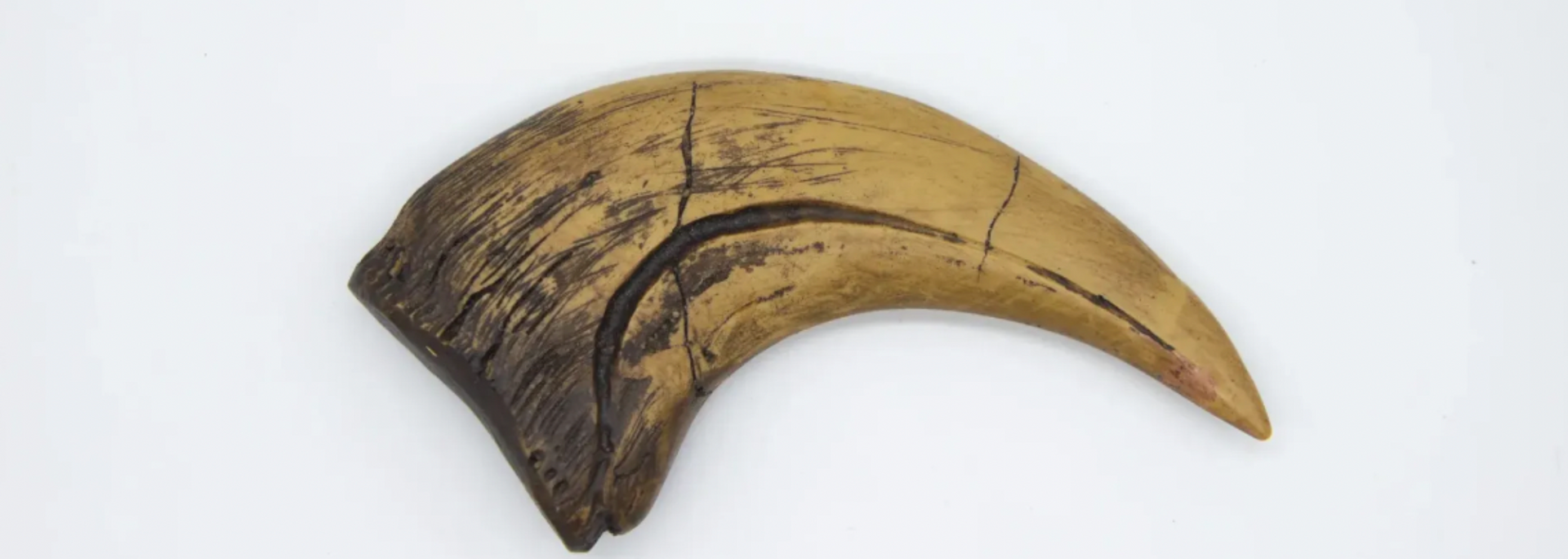 A large, curved fossilized claw, light brown with dark brown base, on white.