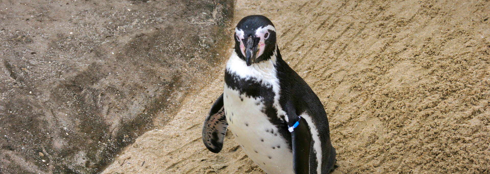 A penguin stands on sandy ground, looking directly at the viewer. It has black and white feathers.