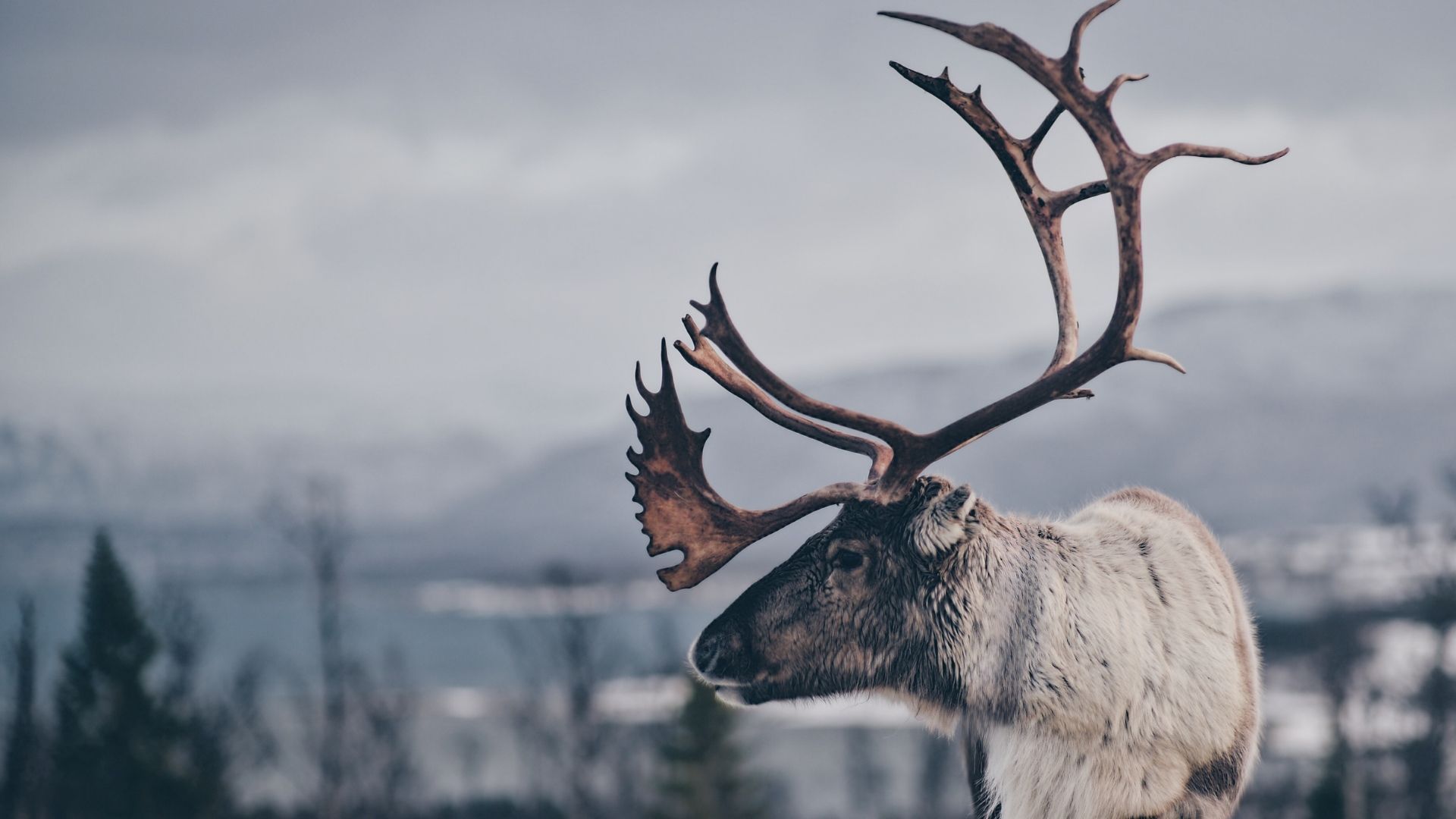 Reindeer with large antlers stands in a snowy landscape, overlooking a lake and mountains.