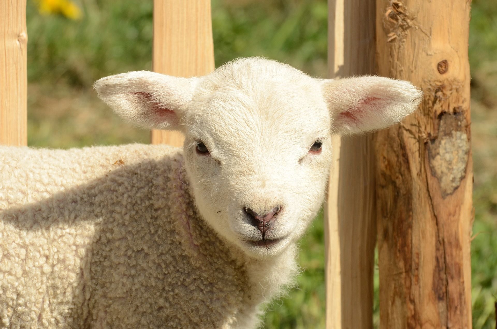 White lamb with short ears peeks through a wooden fence.