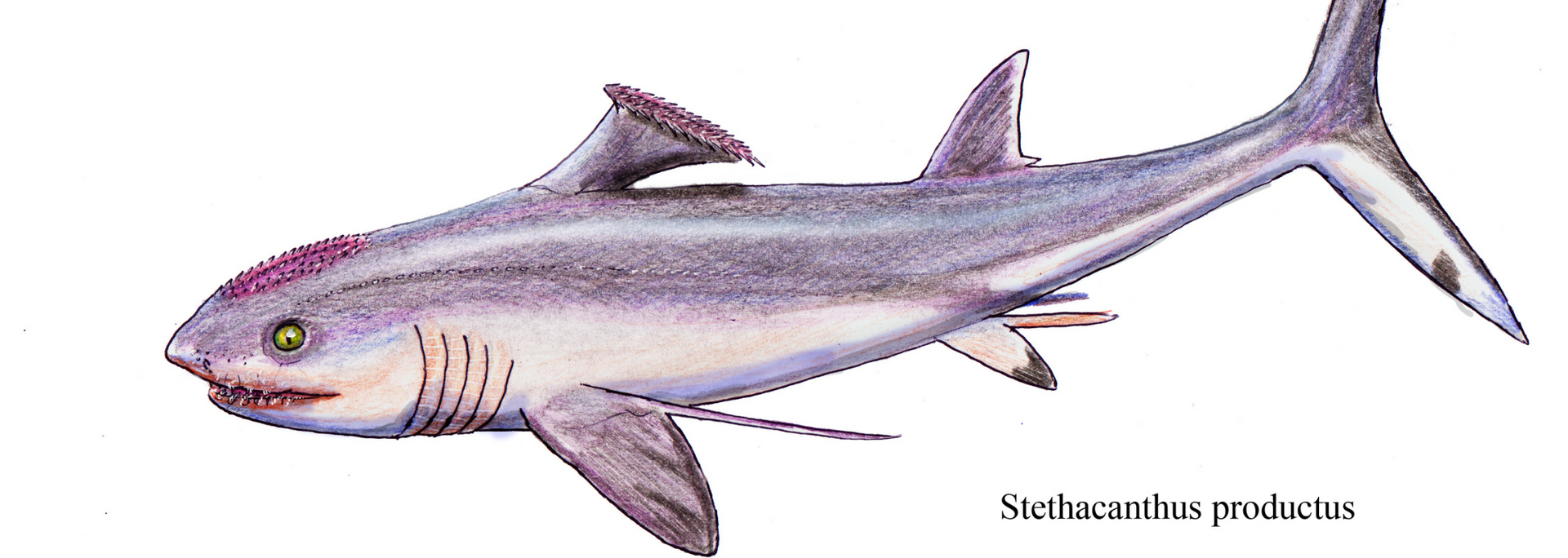 Illustration of a purple and white prehistoric fish, S. peridoto, with distinctive fins and tail.