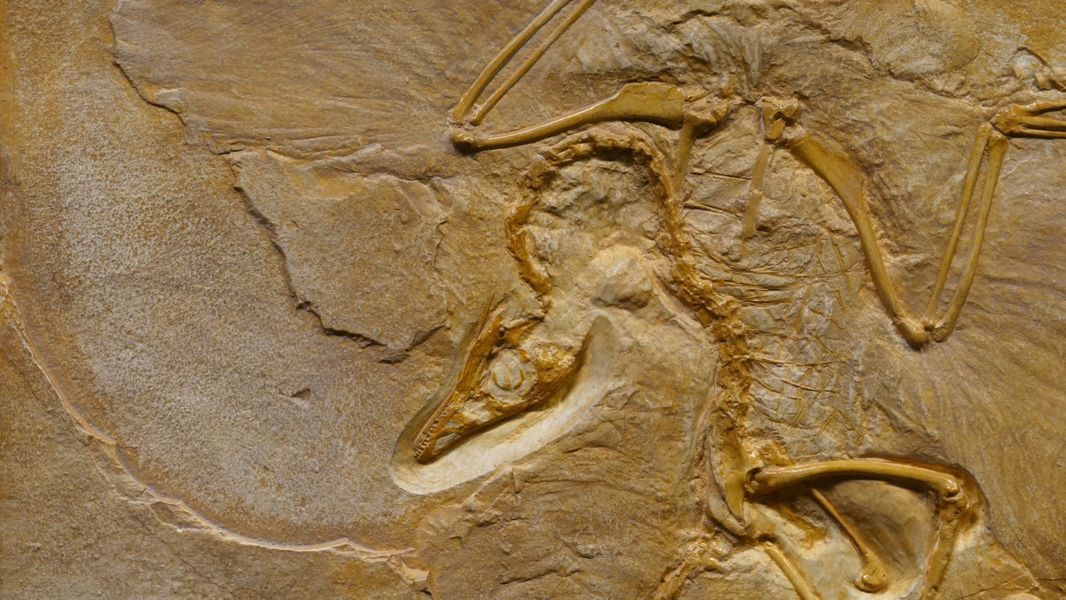 Fossil of a bird-like creature imprinted in rock. The skeletal remains are beige, with extended wings.