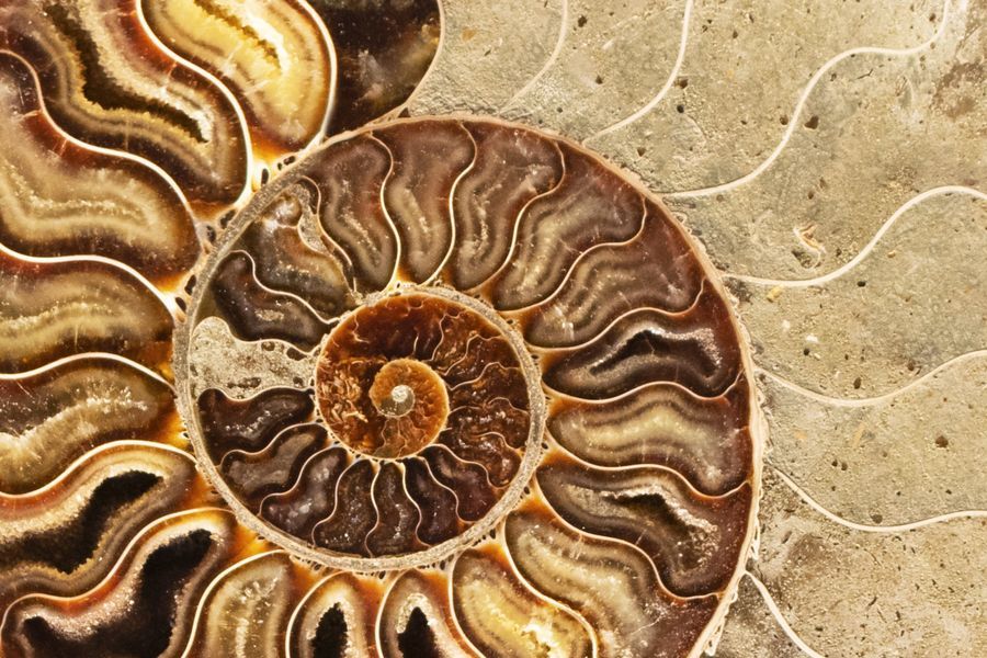 Cross-section of an ammonite fossil, revealing a spiraling, multi-colored shell in shades of brown, beige, and yellow.