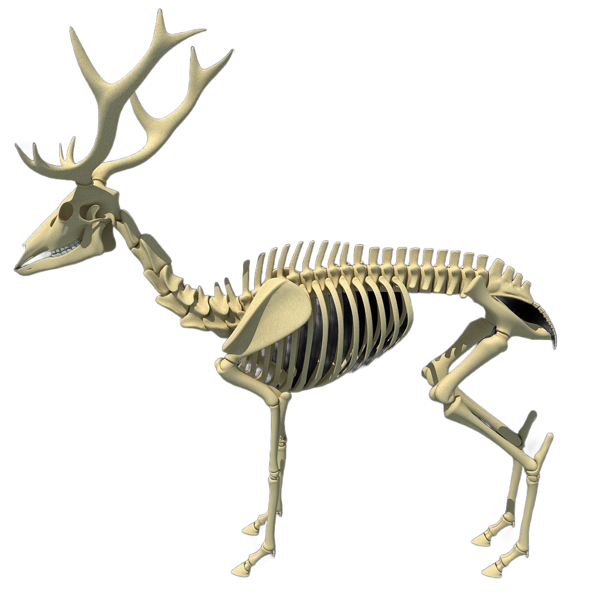 Deer skeleton, side view, showing antlers, spine, ribcage, and leg bones.