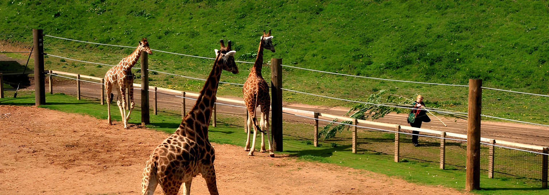 Picture of Yorkshire Wildlife Park, Doncaster.