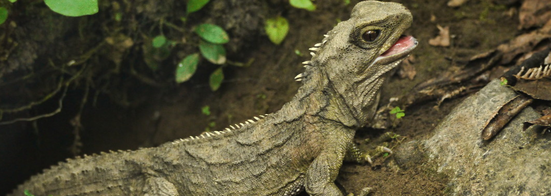 A tuatara lizard with open mouth, resting on a rocky surface, near leaves.