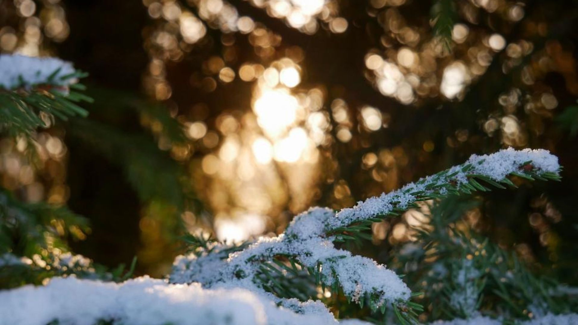 Snow-covered evergreen branches in soft focus with a warm, golden sunlight bokeh background.