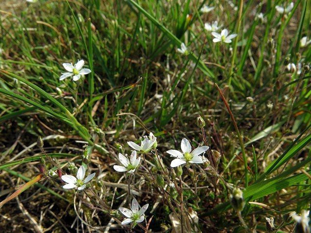 White wildflowers bloom in a grassy field.