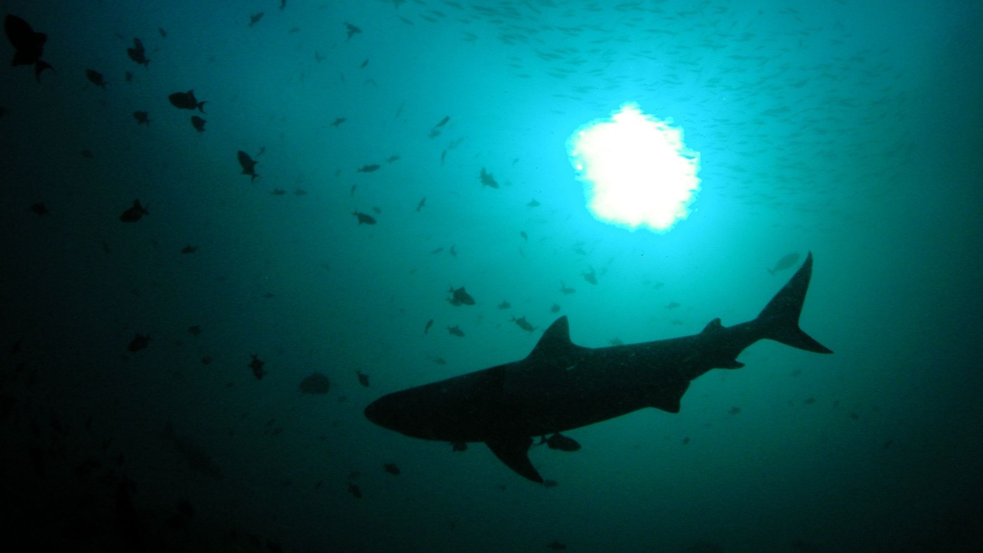 Shark silhouette swimming underwater towards bright sunlight.