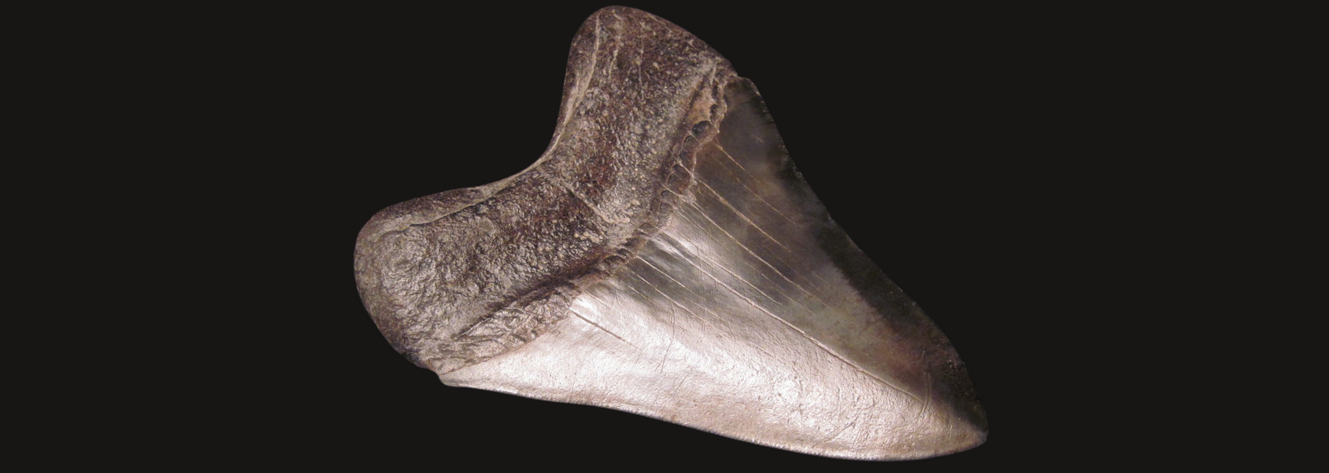 Fossilized shark tooth, brown, against a black background.