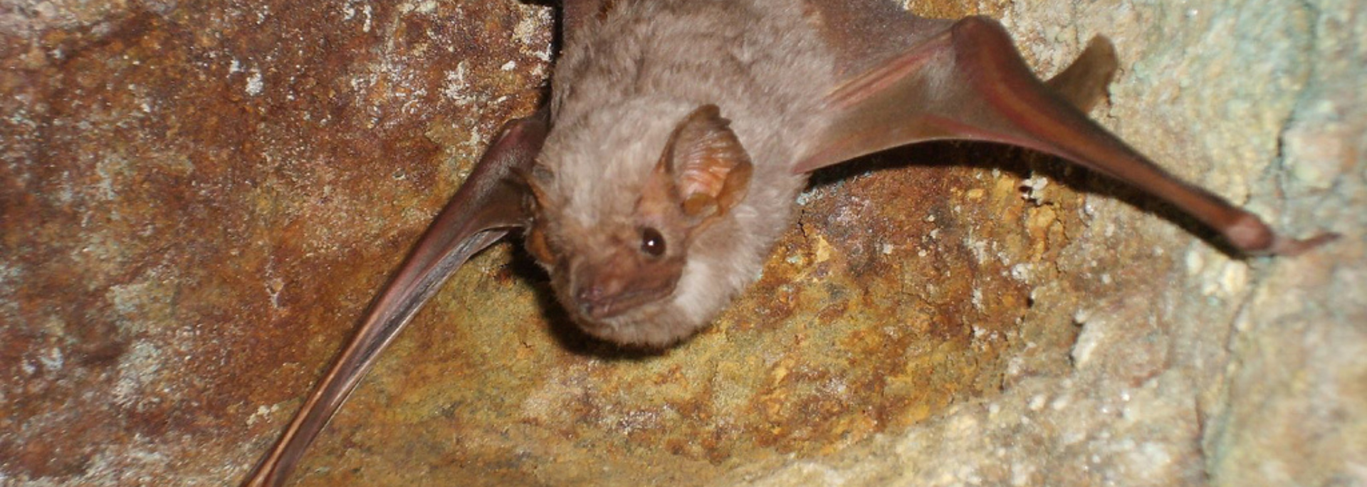 A brown bat clinging to a textured, tan and brown cave wall.