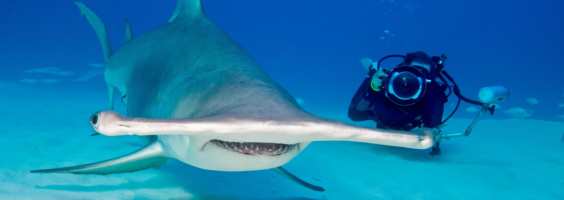 Hammerhead shark swims towards a scuba diver with camera in turquoise water.