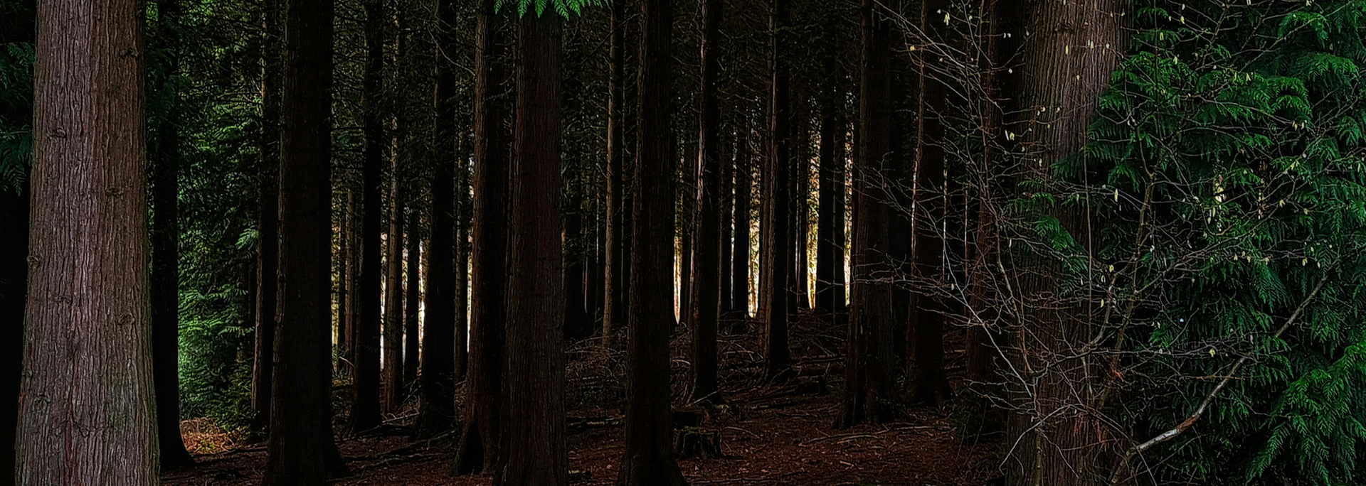 Dense forest scene; sunlight filtering through tall trees, casting shadows.