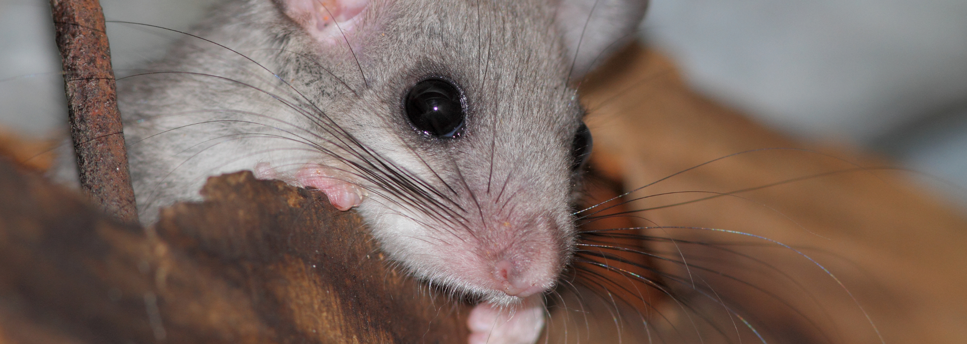 Close-up of a small, grey dormouse peeking out from behind a brown object; eye and whiskers in focus.