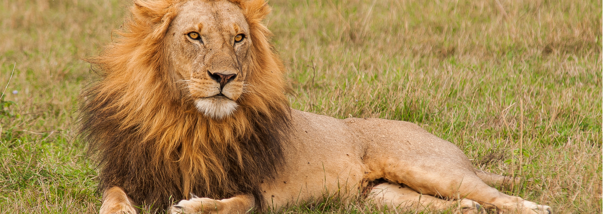 A male lion with a large mane rests in grassy savanna, looking to the left.