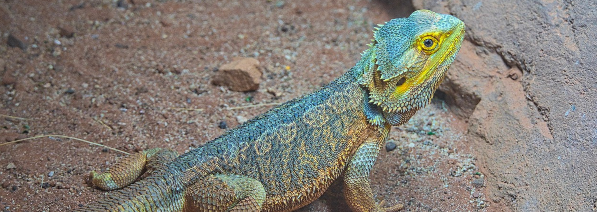 A bearded dragon lizard with blue and yellow coloring on a rocky surface.