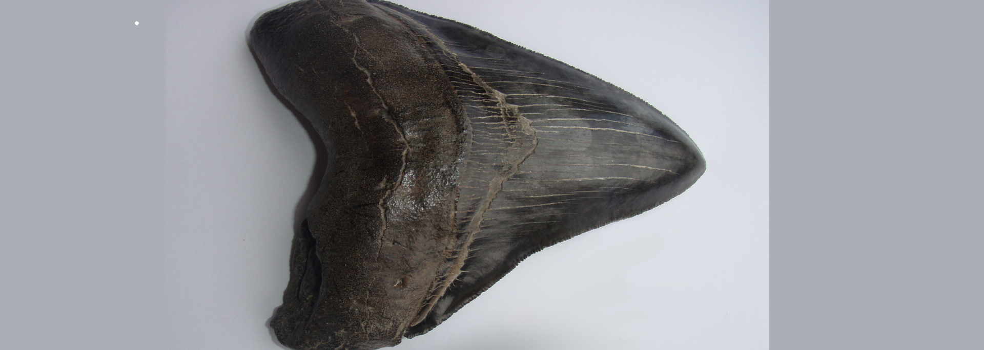 Fossilized Megalodon shark tooth, dark brown, on a light grey background.