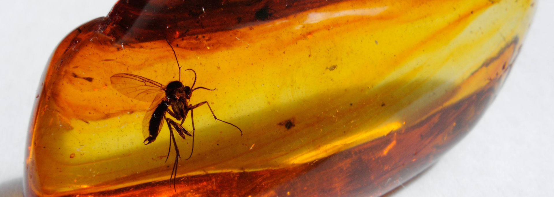 Insect trapped in amber. The amber is yellow and brown with an insect inside.