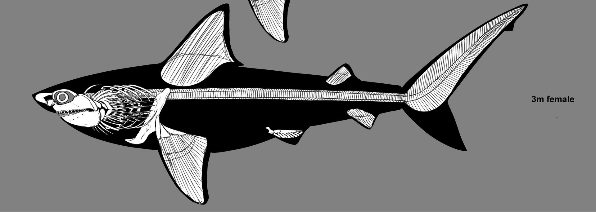 Illustration of a shark with visible internal organs and skeletal structure.