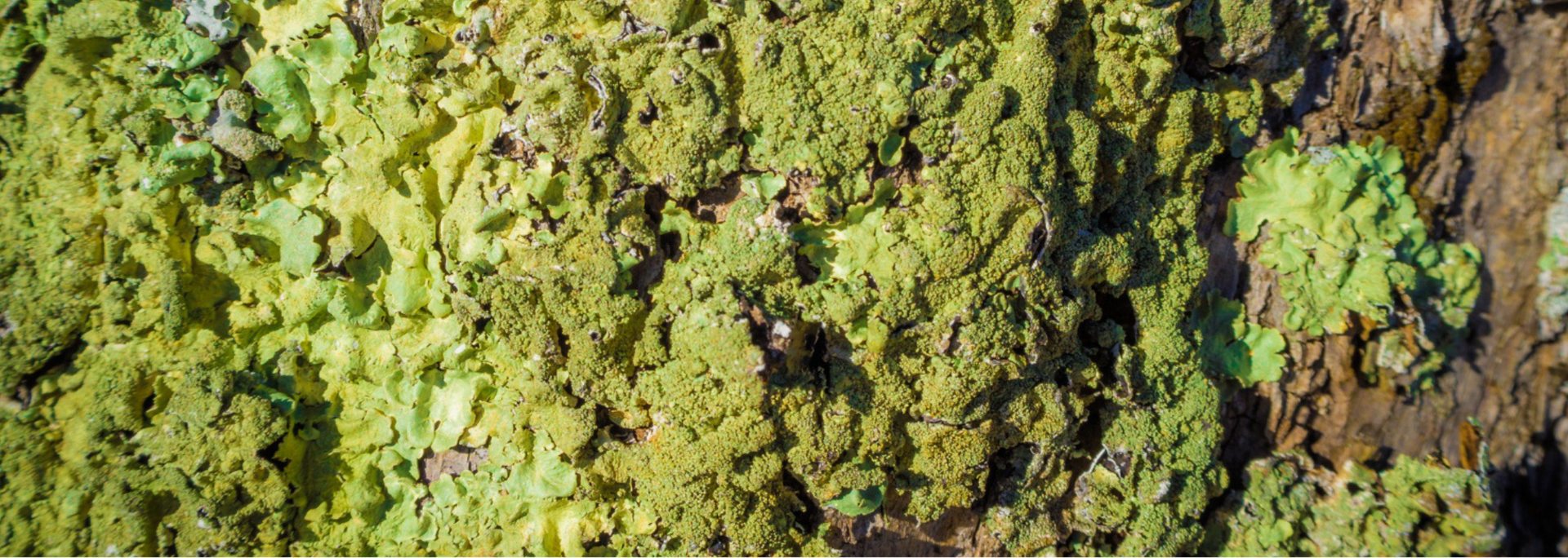 Close-up of textured surface covered in yellow-green lichen. Brown and tan patches are also visible.