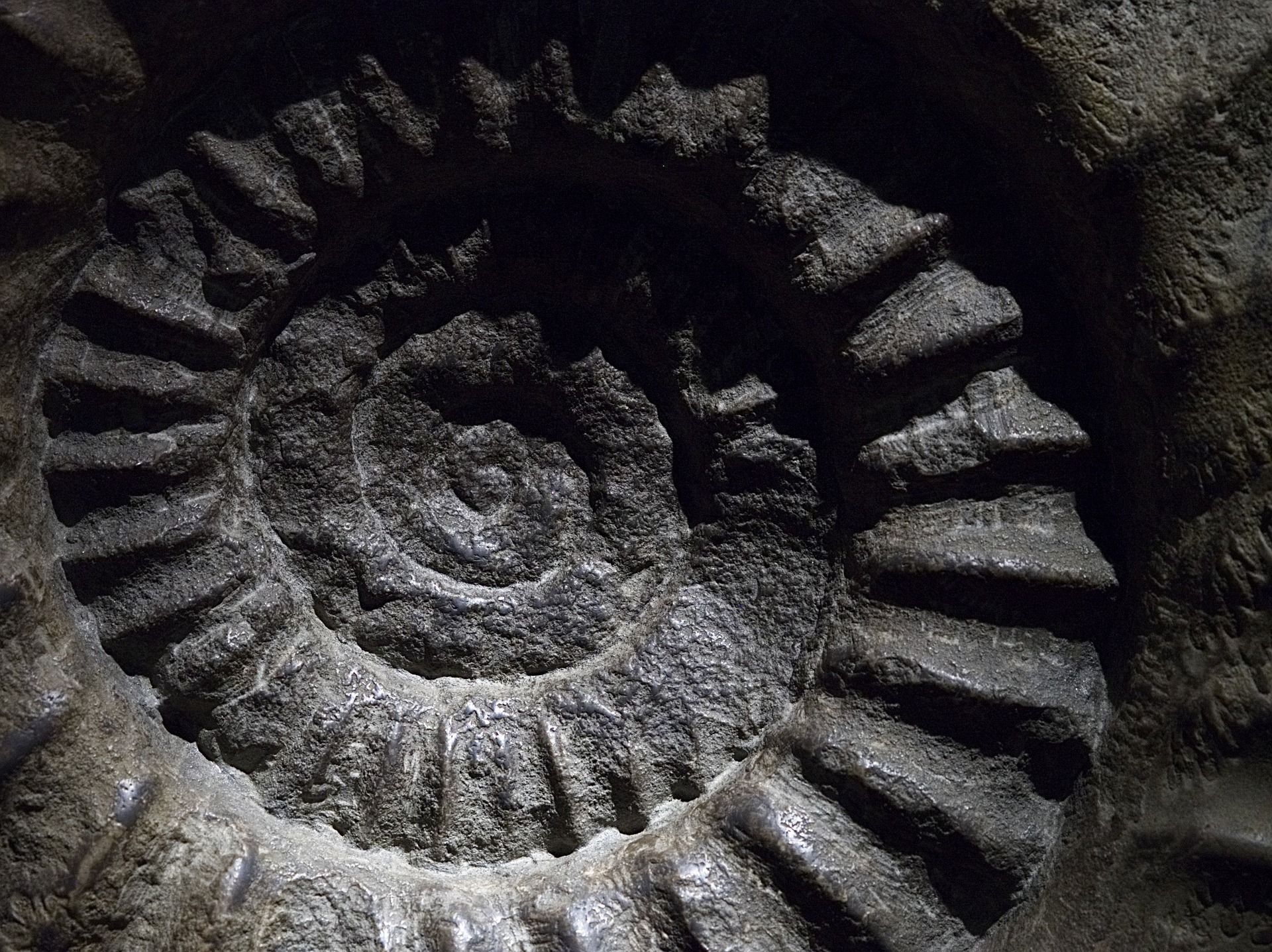 Fossilized ammonite shell, dark gray, spiral shape with ribbed exterior detail.