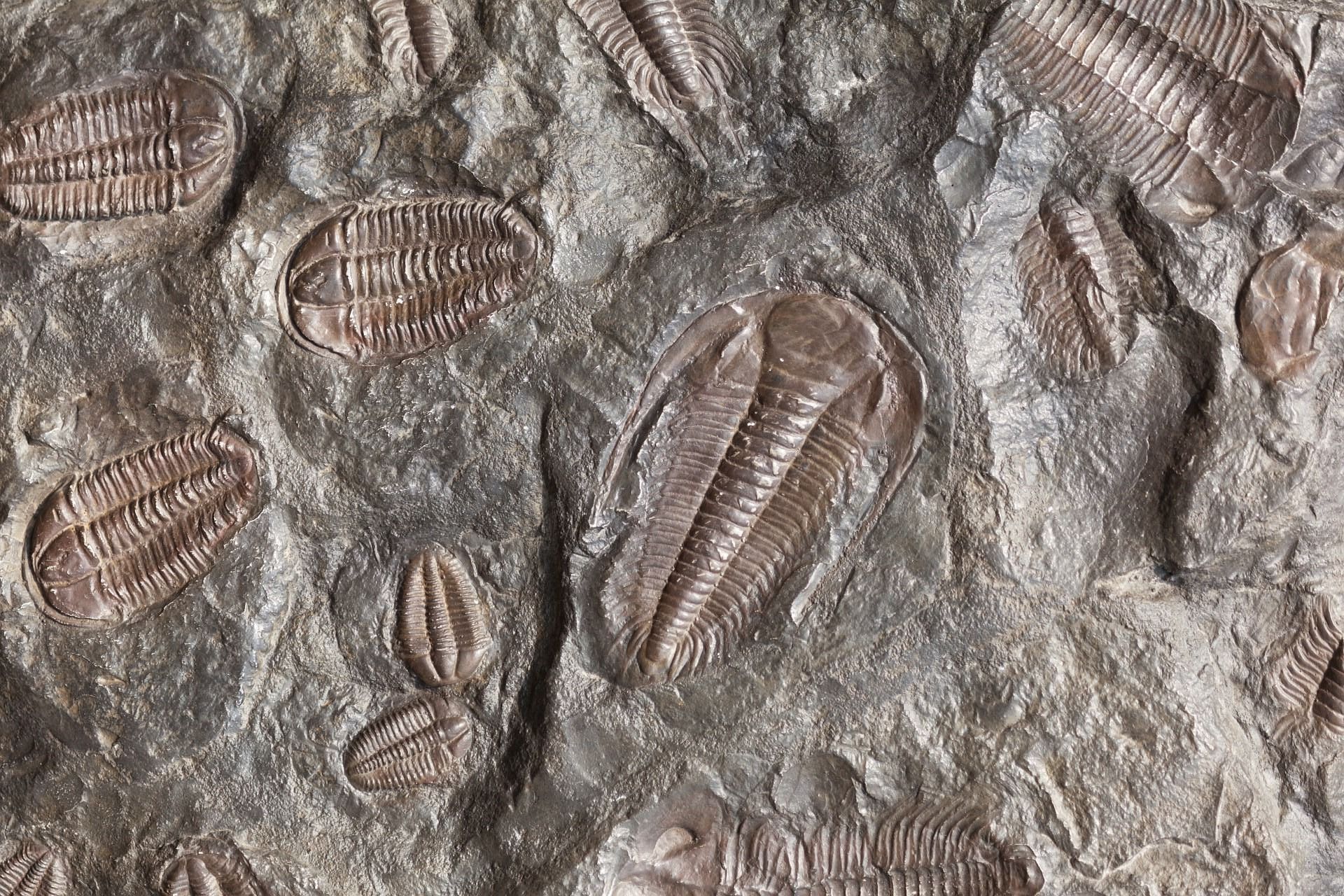 Fossilized trilobites embedded in gray stone.