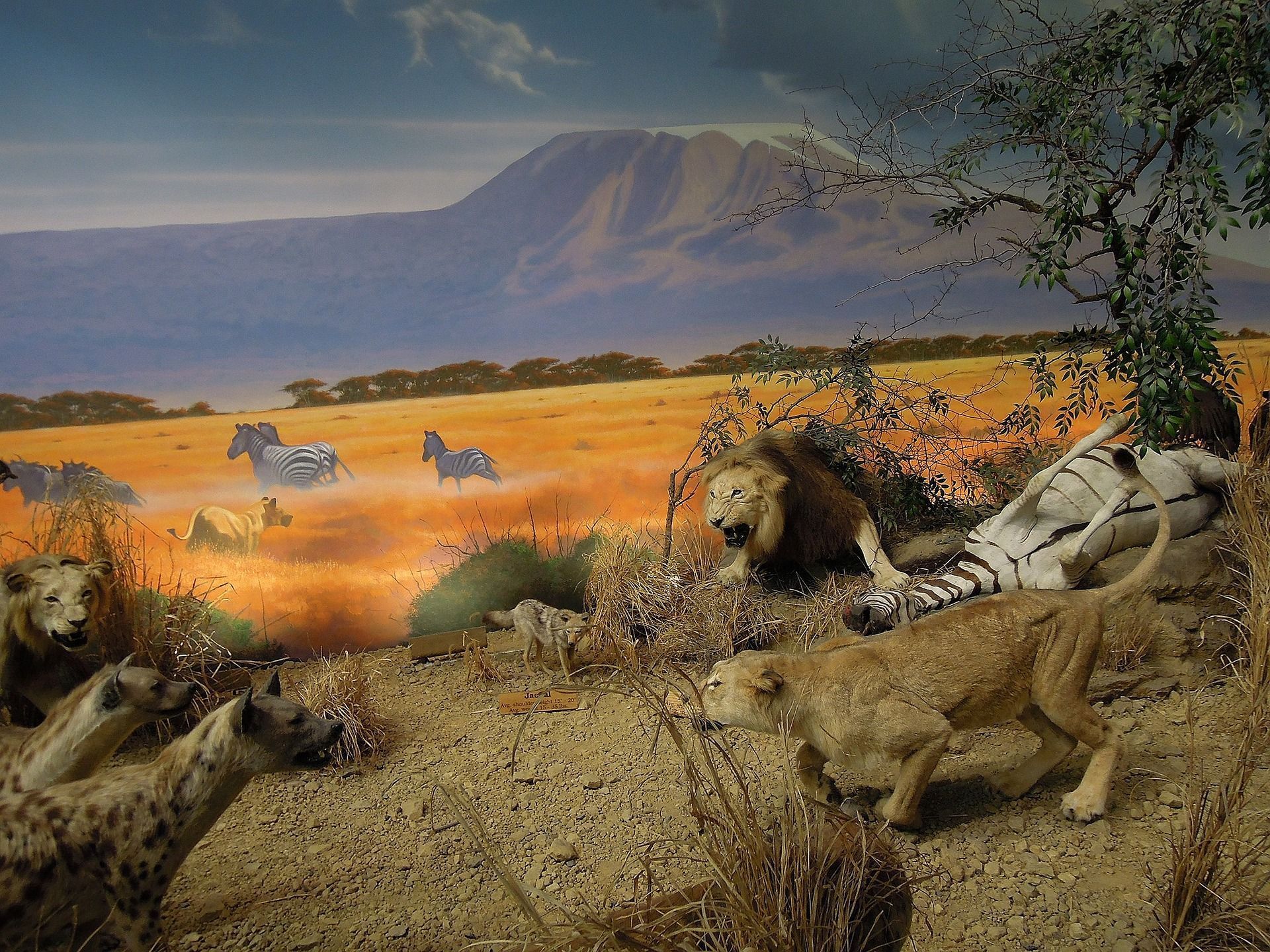 Lions and hyenas around a zebra carcass in the African savanna with Mount Kilimanjaro in the background.