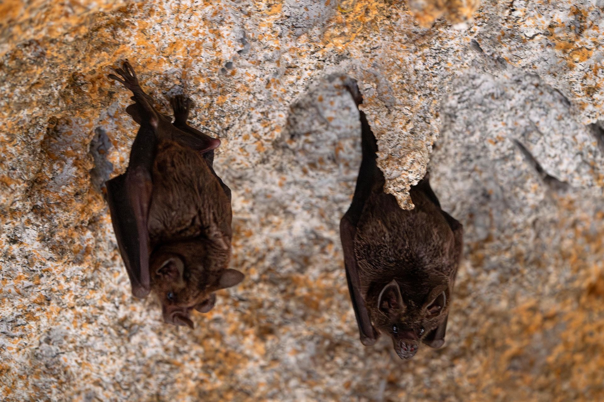 Two dark brown bats hanging upside down on a light-colored rock surface.