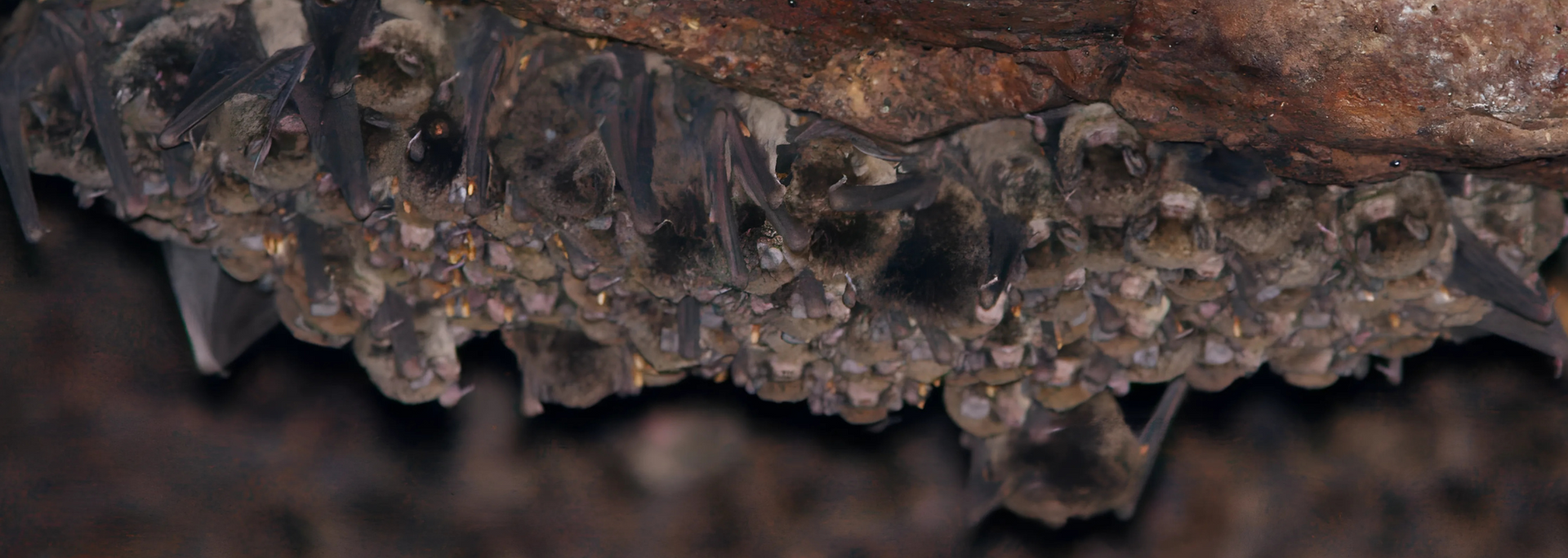 Bats clustered on the underside of a cave ceiling.