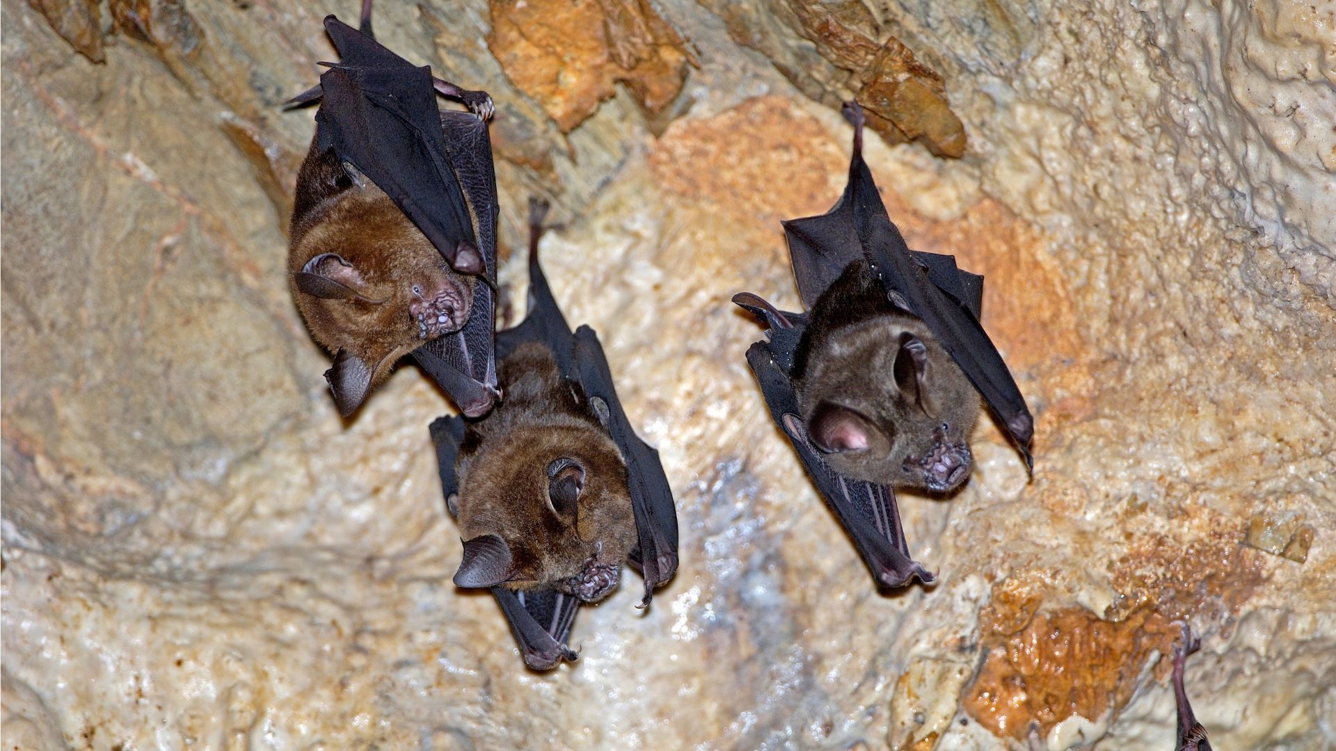 Bats hanging upside down on a cave wall. Brown and black fur, wings spread, in a light-colored rock setting.