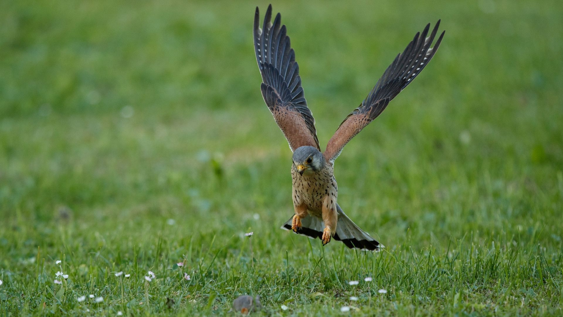 Kestrel bird in flight over a green grassy field, wings spread, eyes forward.